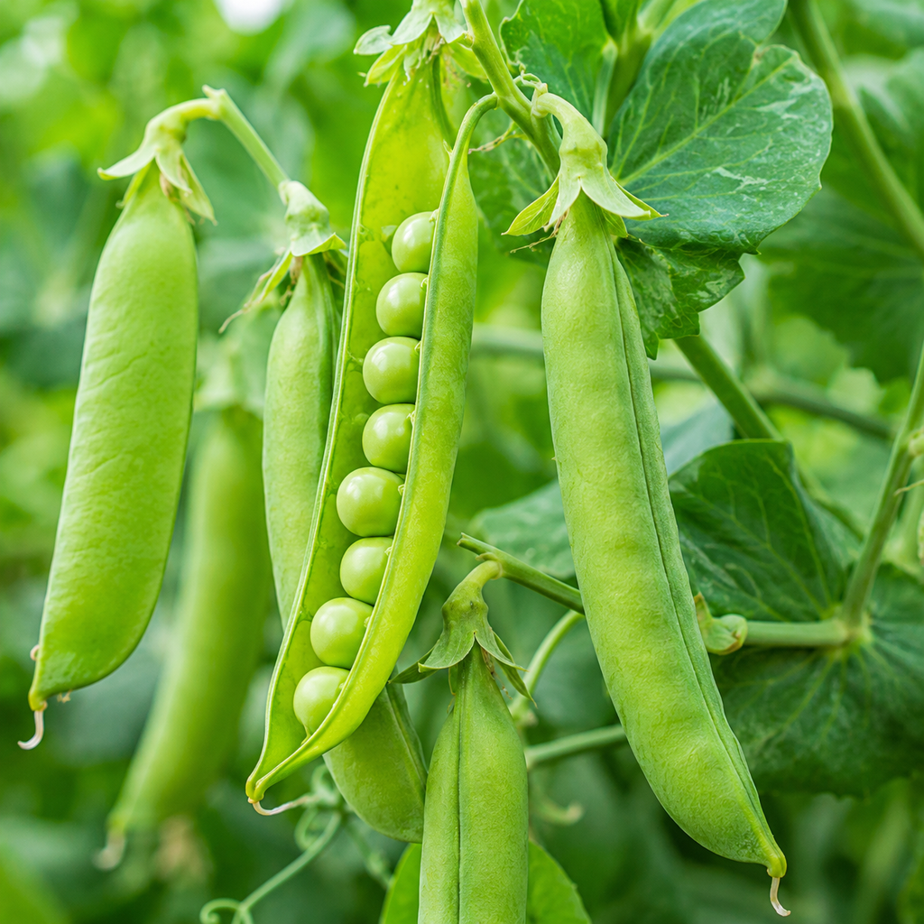 Peas Grower Seed Pack - home garden seed pack