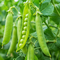 Peas Grower Seed Pack - home garden seed pack