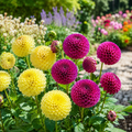 Perennial Dahlia Bloom Seed Pack - home garden seed pack