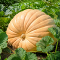 Pumpkin Grower Seed Pack - home garden seed pack