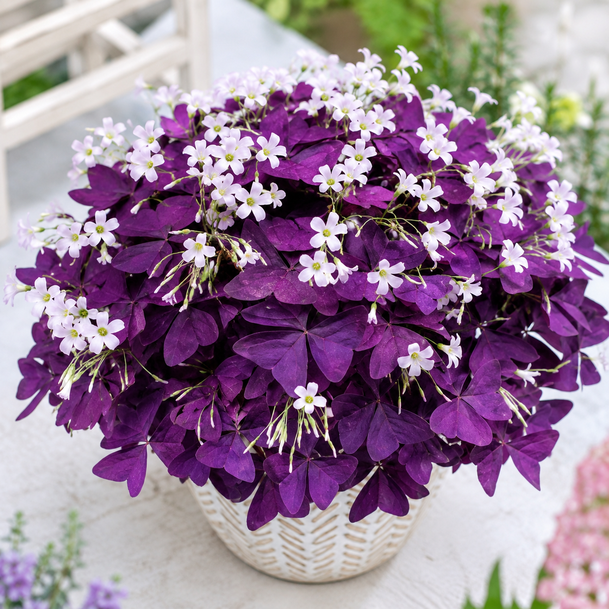 Garden Purple-Leaf Oxalis Bulbs Flower Seeds - home garden seed pack