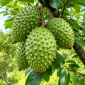 Red-haired Durian Grower Seed Pack - home garden seed pack