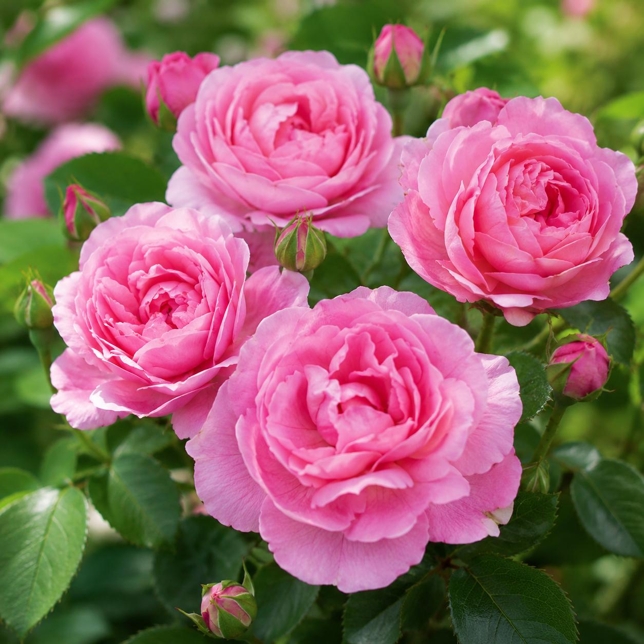 Rose Bloom Seed Pack - home garden seed pack