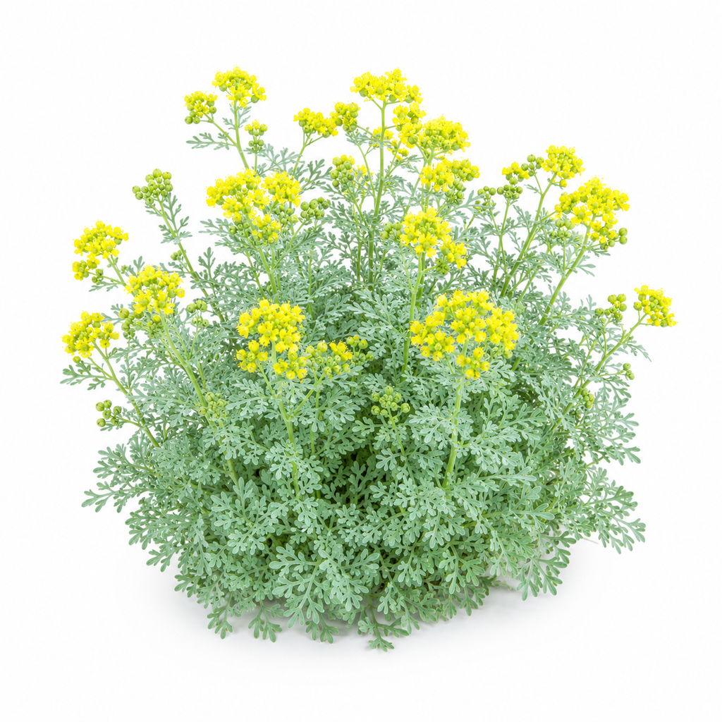Garden Rue Flower Seeds - home garden seed pack