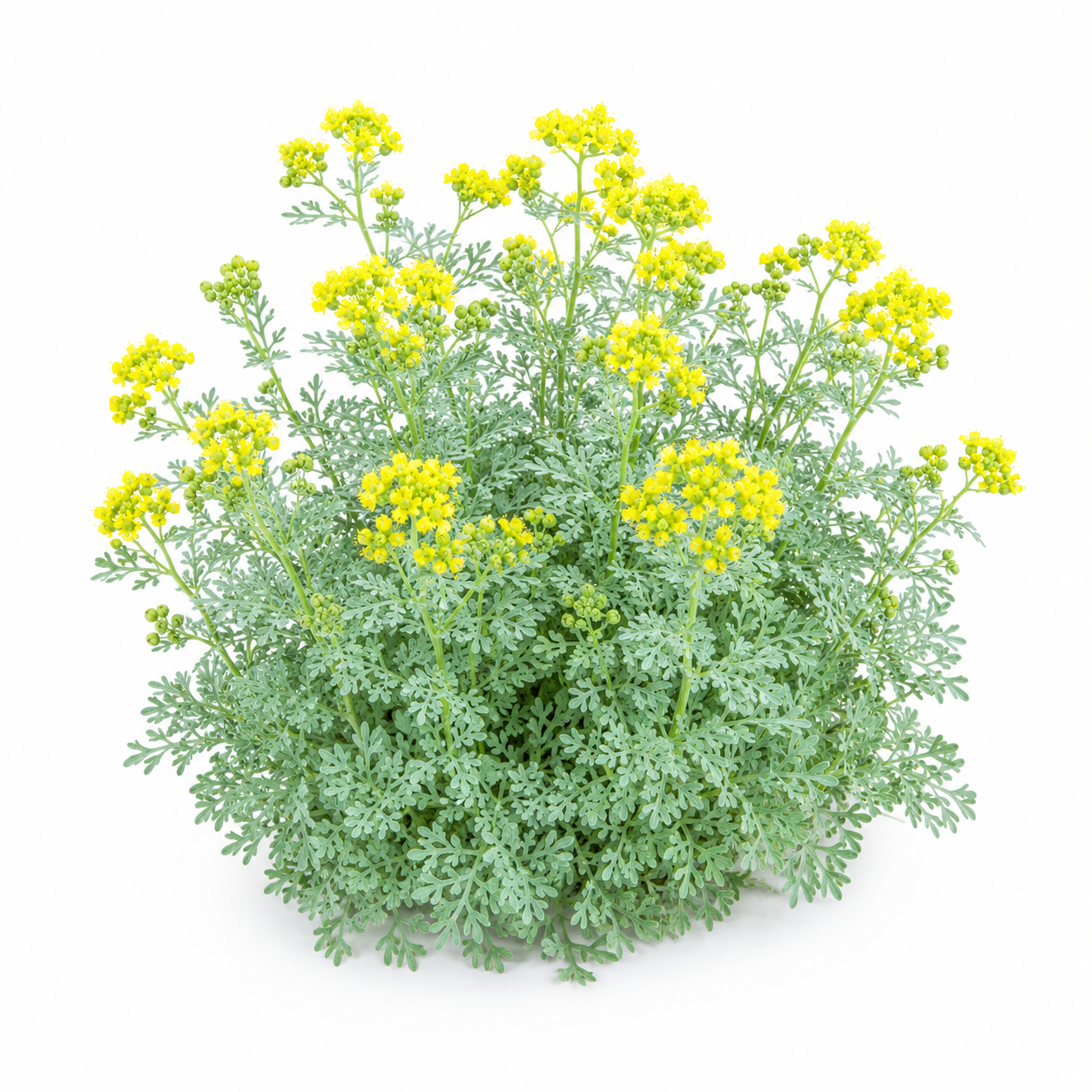 Garden Rue Flower Seeds - home garden seed pack