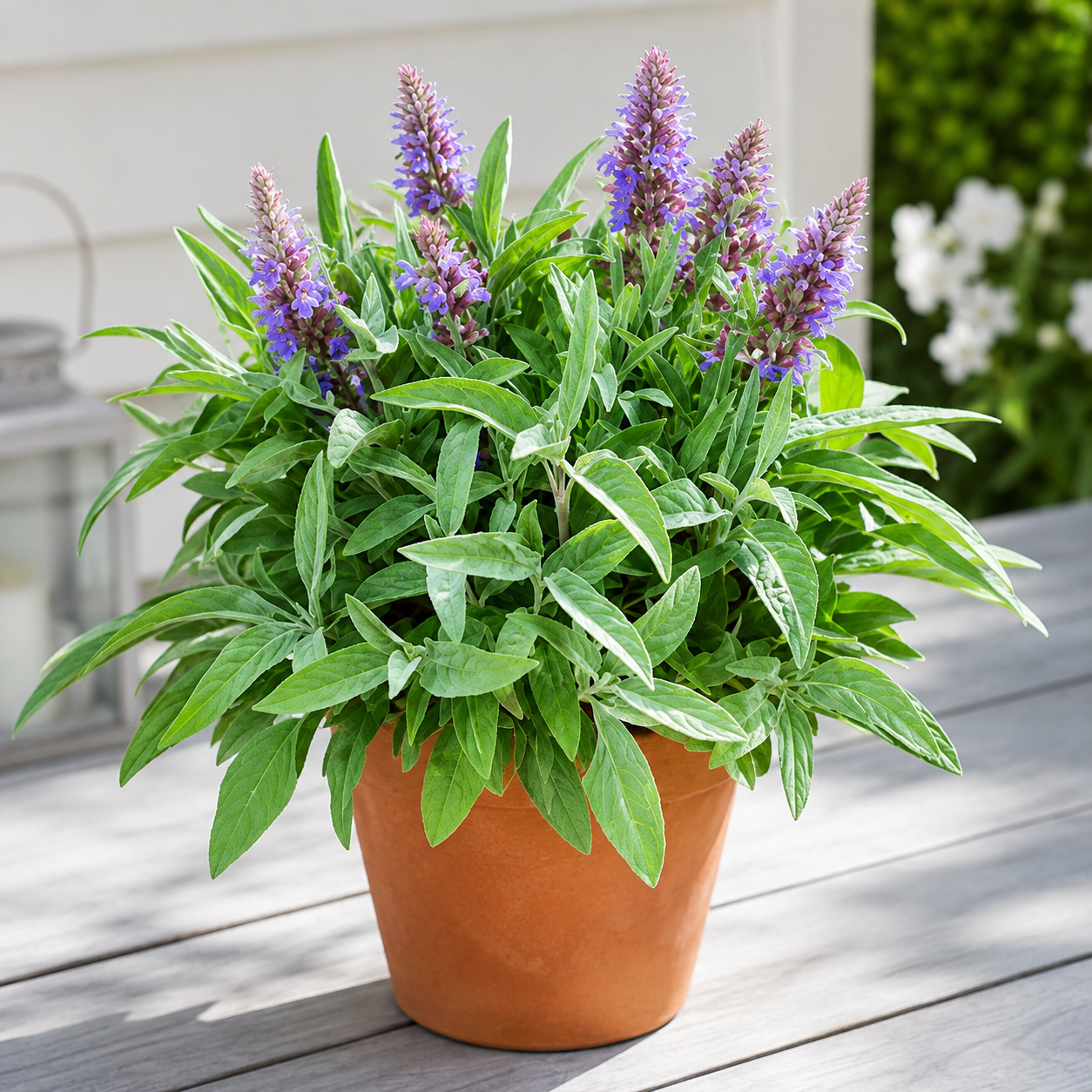 Home Grow Sage Flower Seeds - home garden seed pack