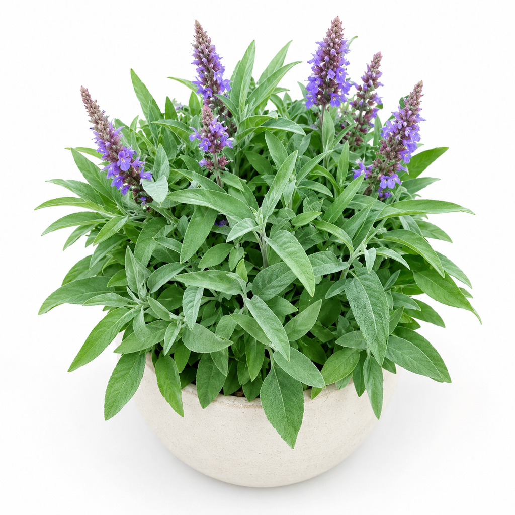 Home Grow Sage Flower Seeds - home garden seed pack