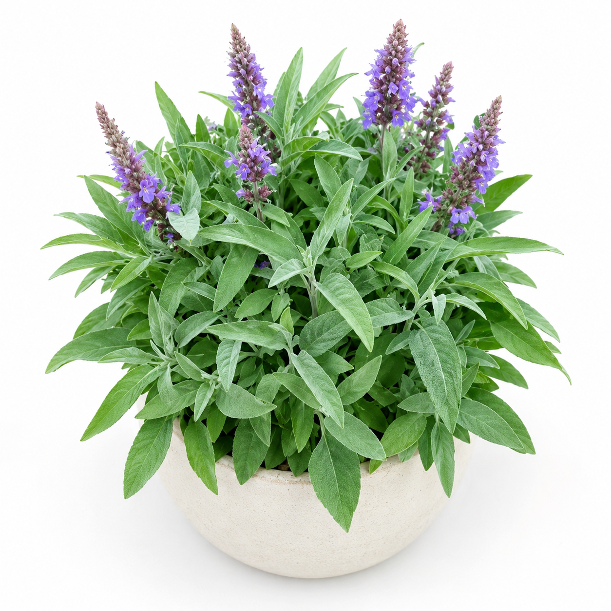 Home Grow Sage Flower Seeds - home garden seed pack