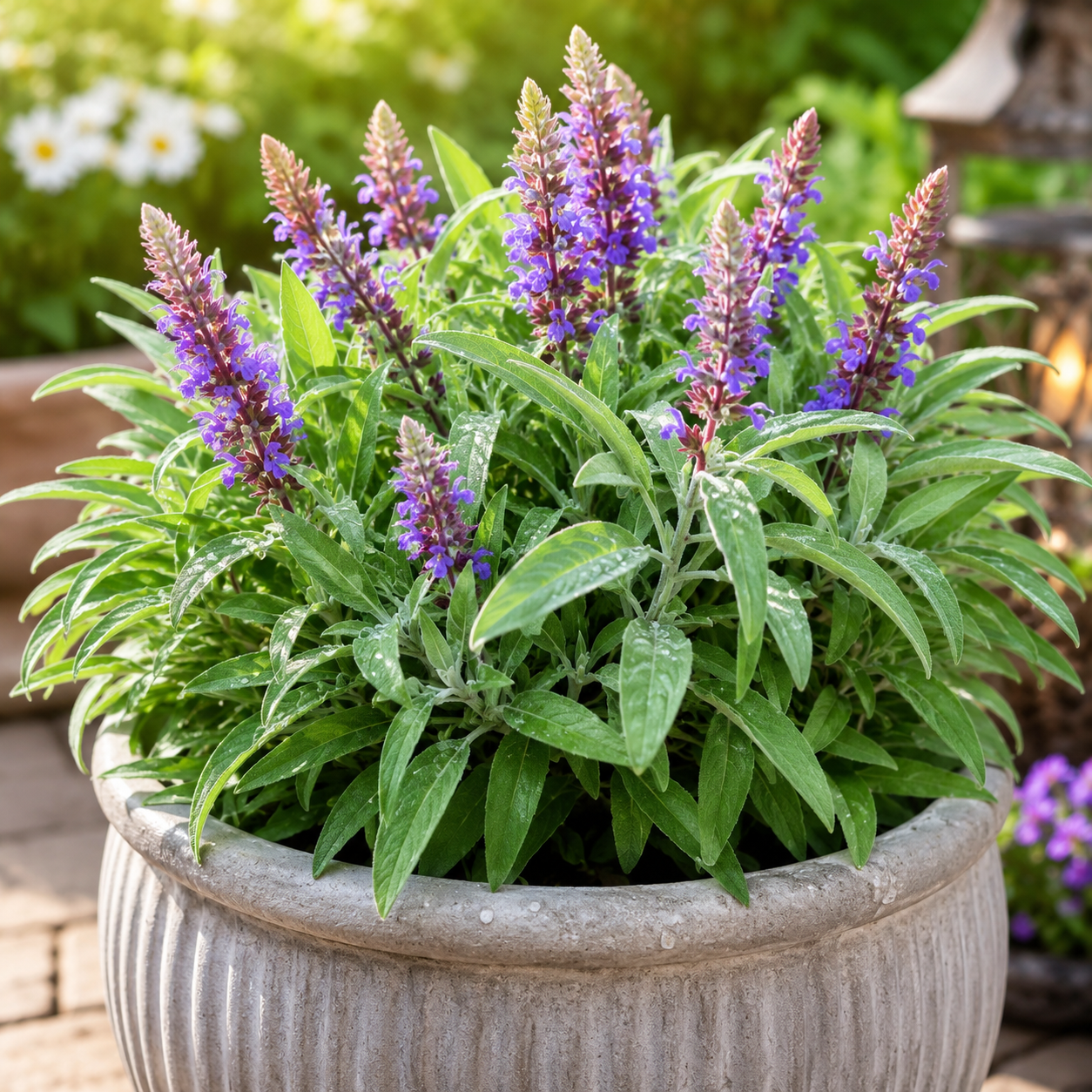 Home Grow Sage Flower Seeds - home garden seed pack