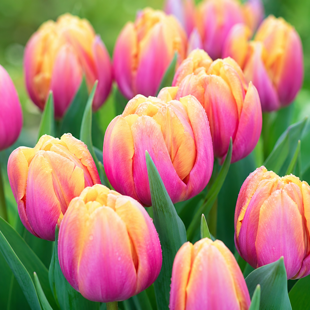 Tulip Seeds for Beds and Borders - home garden seed pack