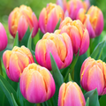 Tulip Seeds for Beds and Borders - home garden seed pack