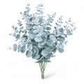 Silver Leaf Eucalyptus Flower Seeds for Home Gardens - home garden seed pack