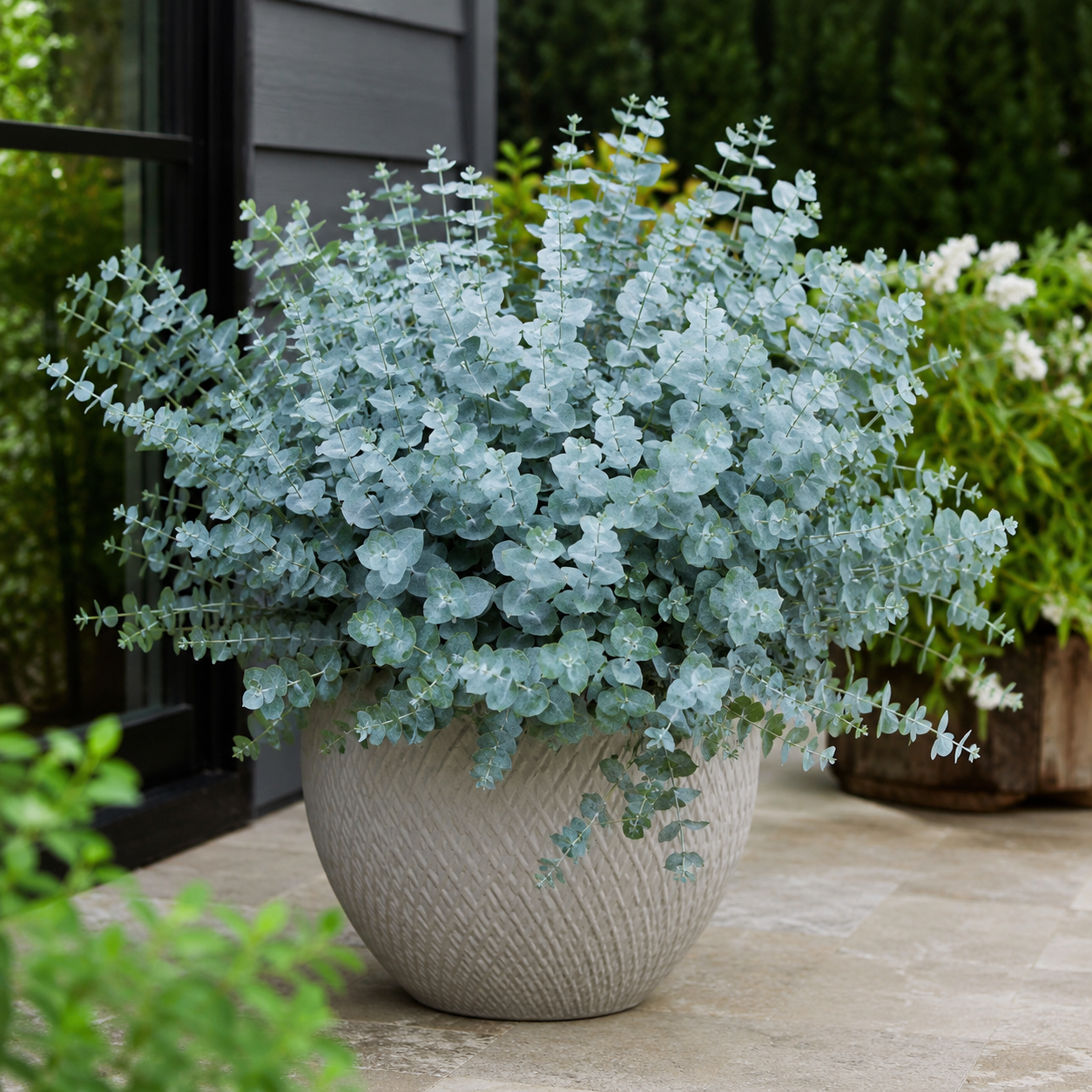 Silver Leaf Eucalyptus Flower Seeds for Home Gardens - home garden seed pack