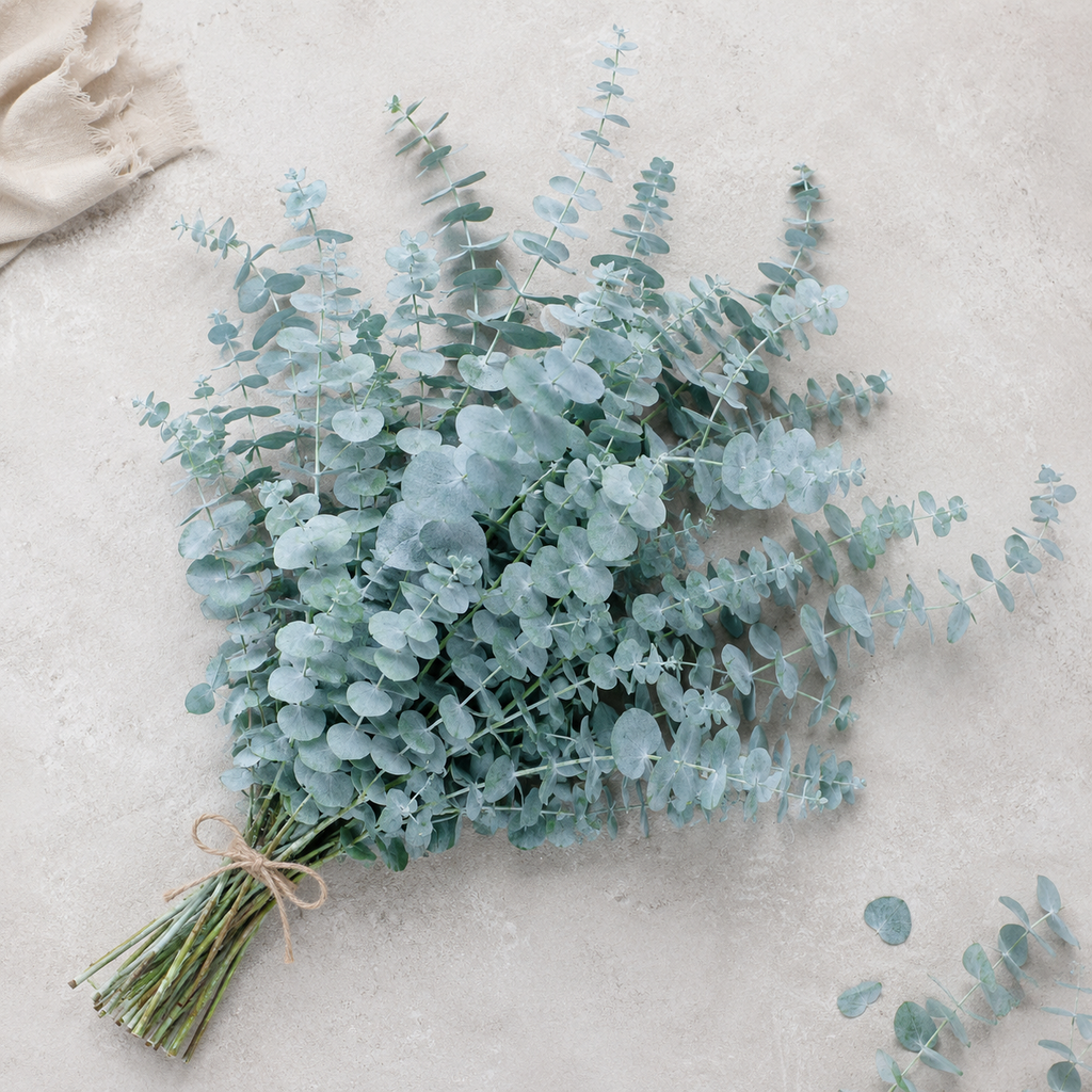Silver Leaf Eucalyptus Flower Seeds for Home Gardens - home garden seed pack
