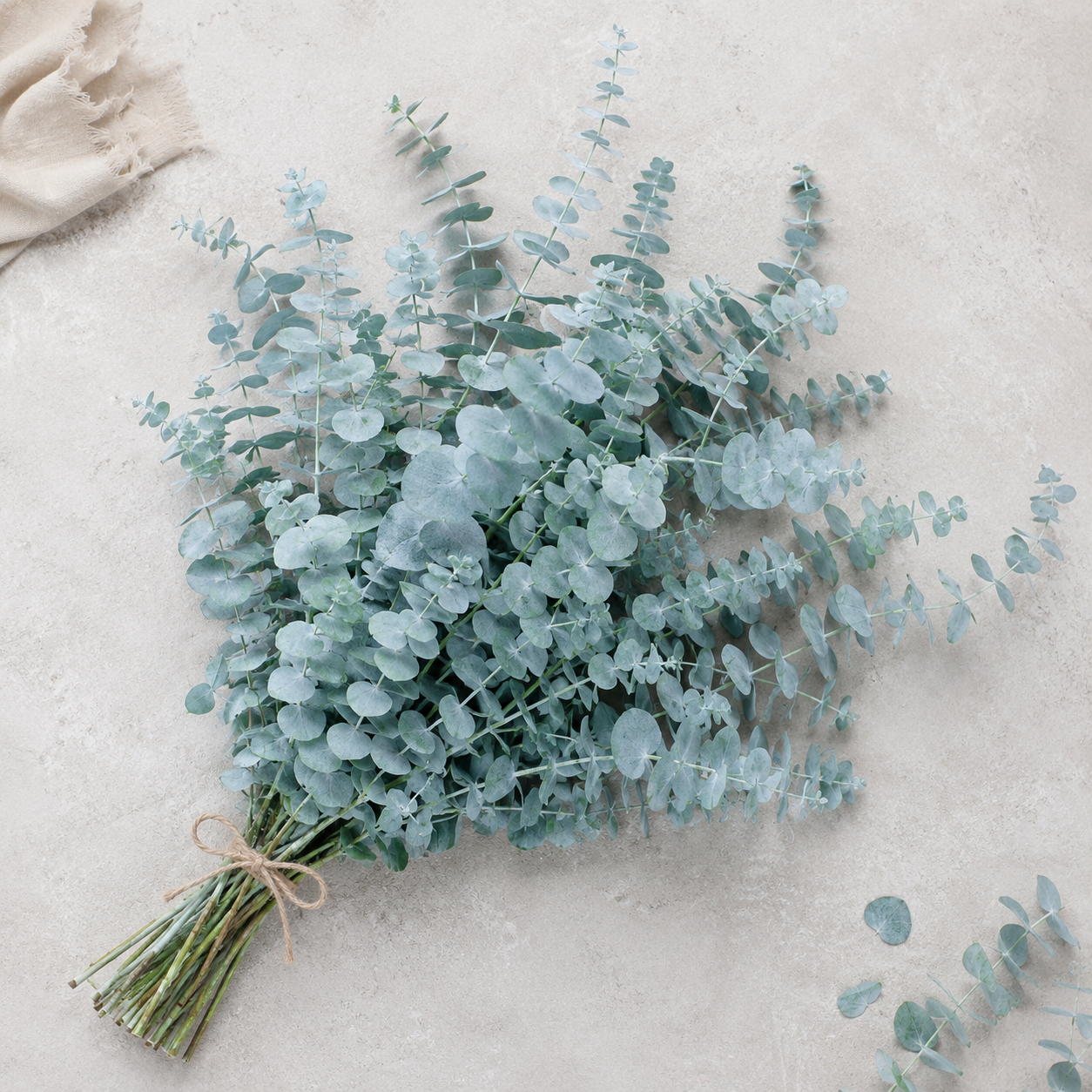 Silver Leaf Eucalyptus Flower Seeds for Home Gardens - home garden seed pack