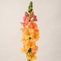 Home Grow Snapdragon Flower Seeds - home garden seed pack