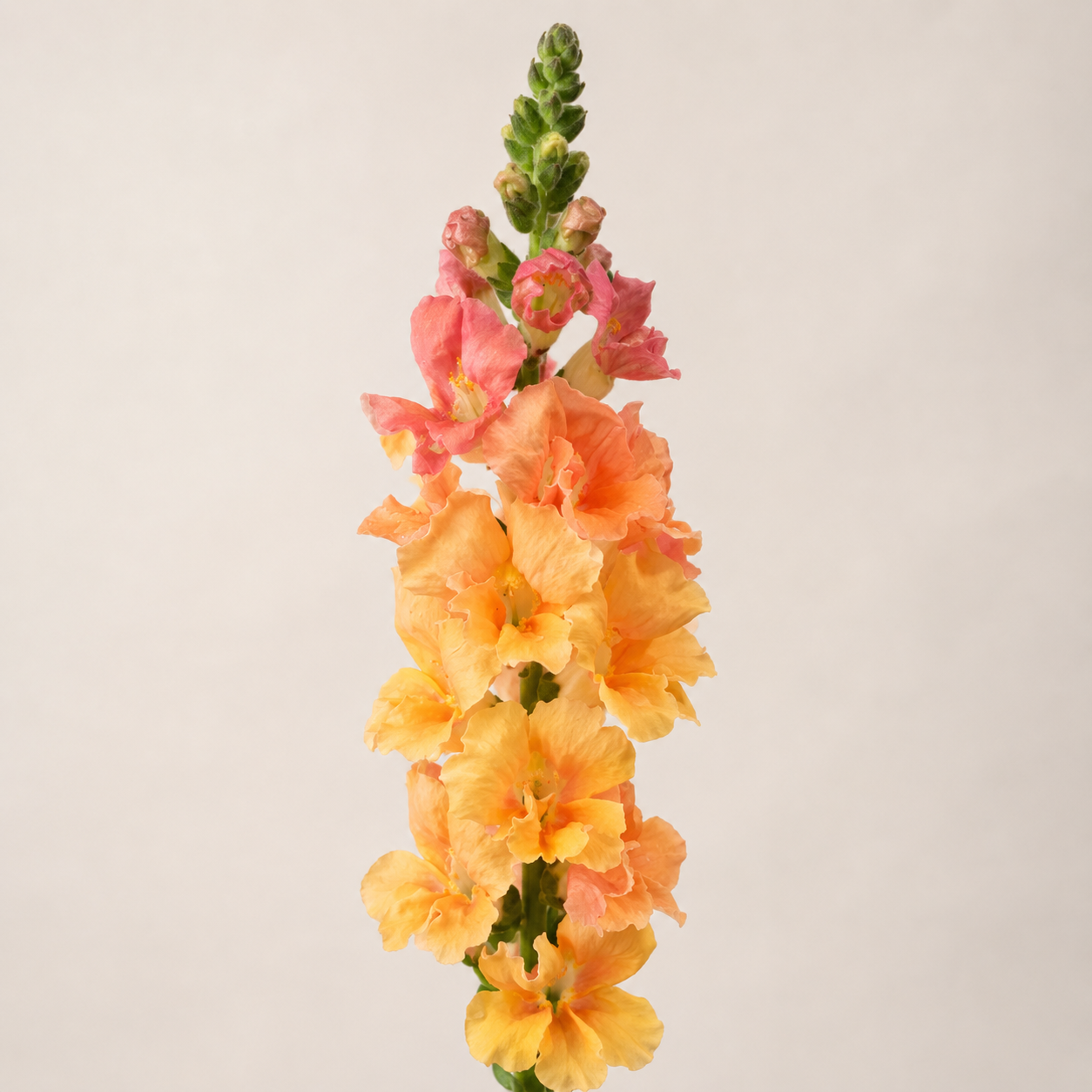 Home Grow Snapdragon Flower Seeds - home garden seed pack