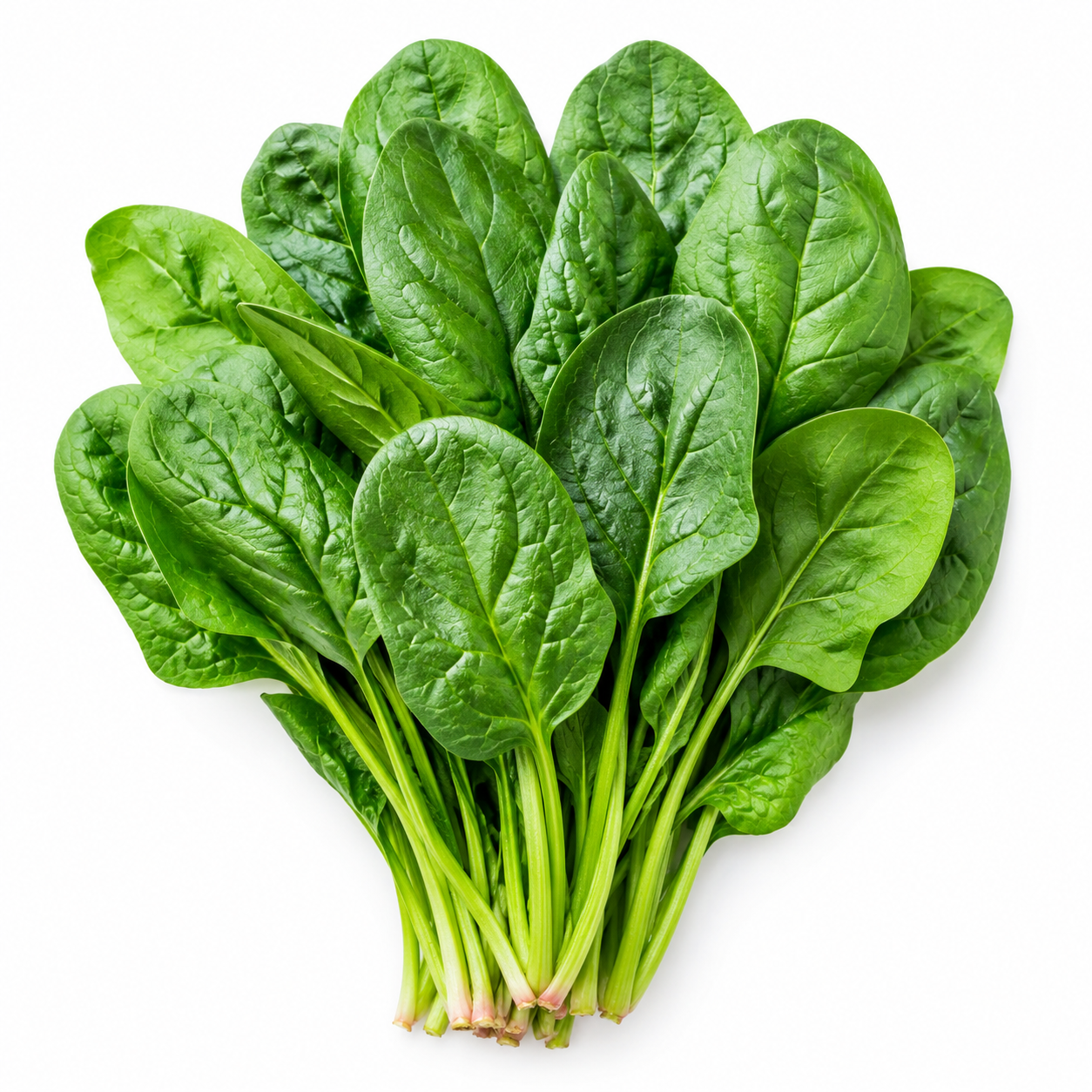 Spinach Seed Pack for Kitchen Gardens - home garden seed pack