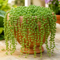 Home Grow String of Pearls Flower Seeds - home garden seed pack