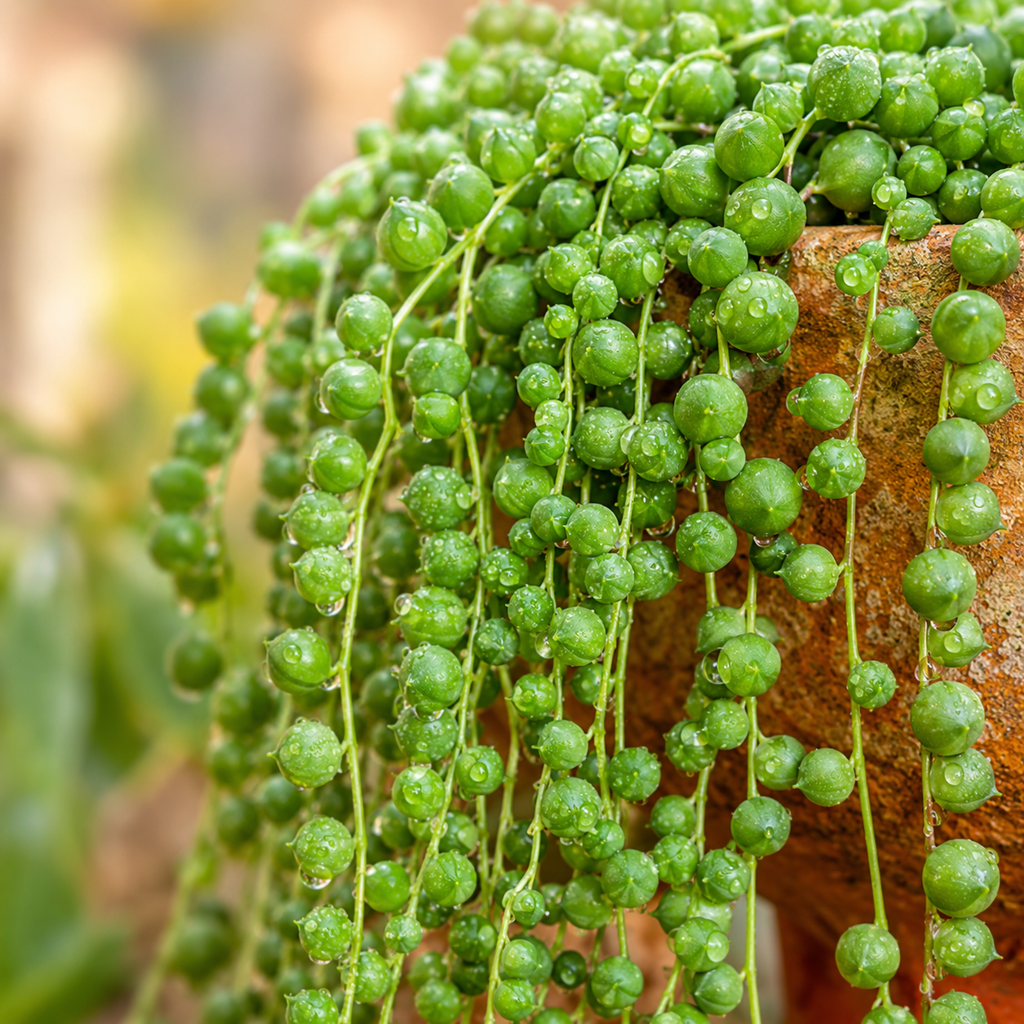 Home Grow String of Pearls Flower Seeds - home garden seed pack