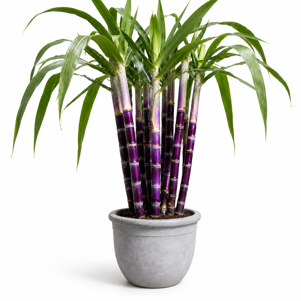 Home Garden Sugarcane Fruit Seeds - home garden seed pack