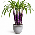 Home Garden Sugarcane Fruit Seeds - home garden seed pack