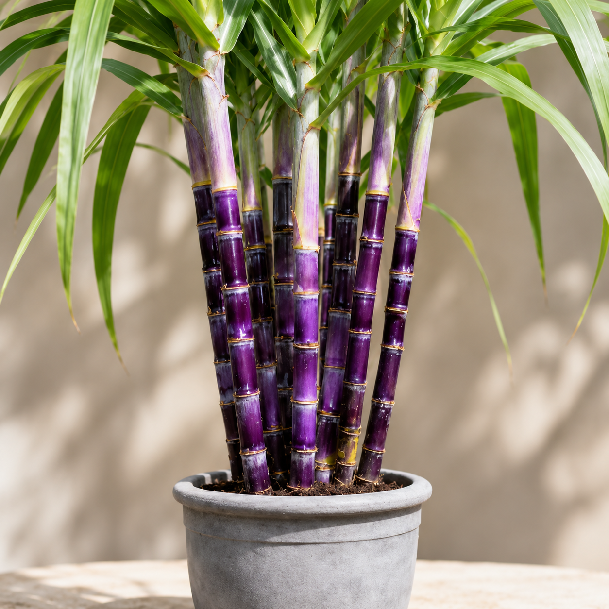 Home Garden Sugarcane Fruit Seeds - home garden seed pack