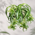 Suspended Orchid Seeds for Beds and Borders - home garden seed pack
