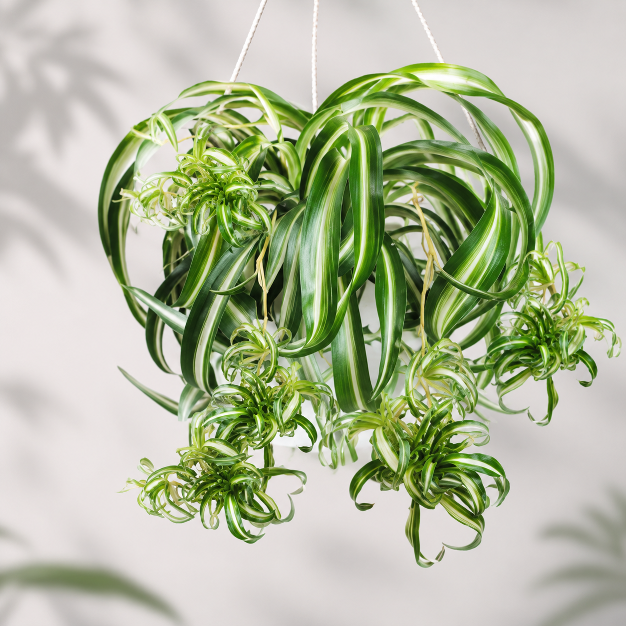Suspended Orchid Seeds for Beds and Borders - home garden seed pack