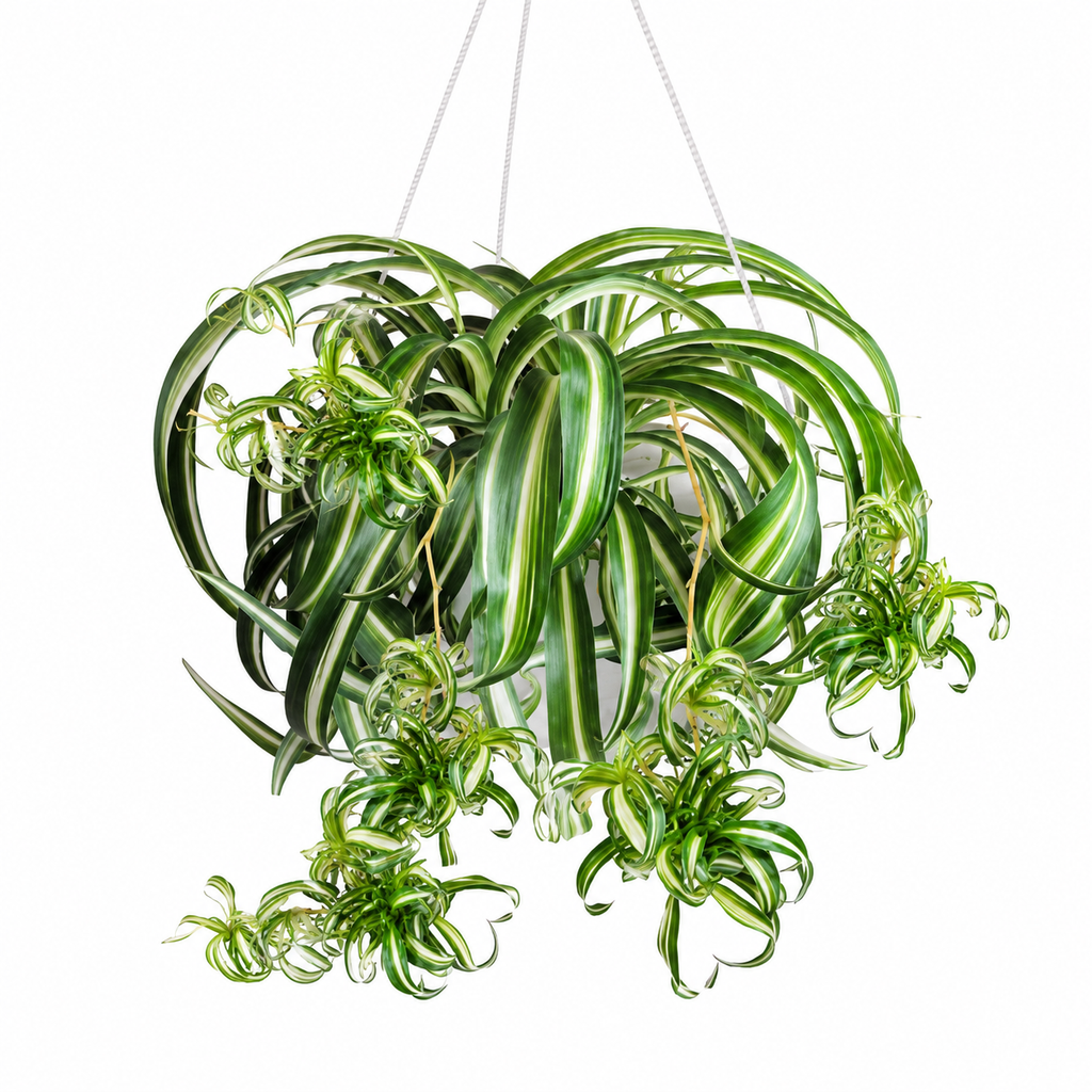 Suspended Orchid Seeds for Beds and Borders - home garden seed pack