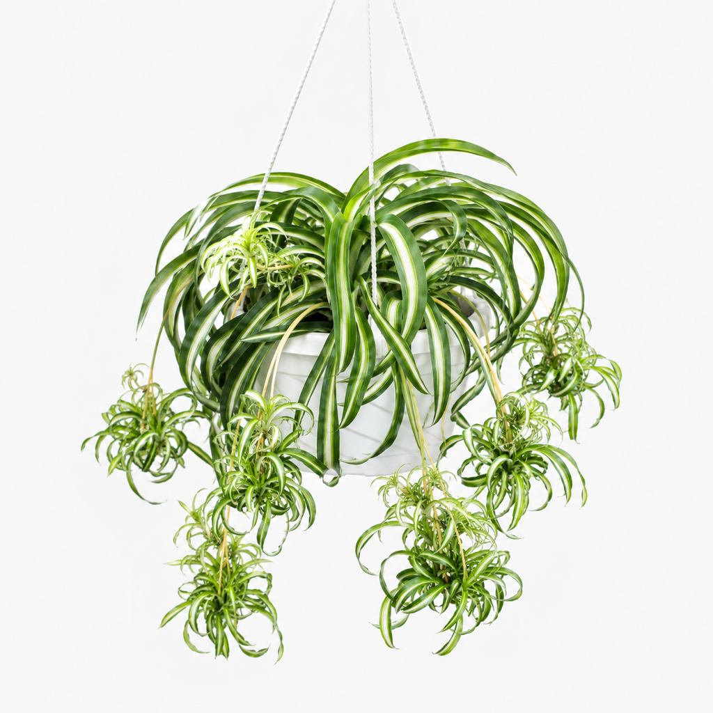 Suspended Orchid Seeds for Beds and Borders - home garden seed pack