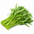 Water Spinach / Morning Glory Seeds for Raised Beds and Containers - home garden seed pack