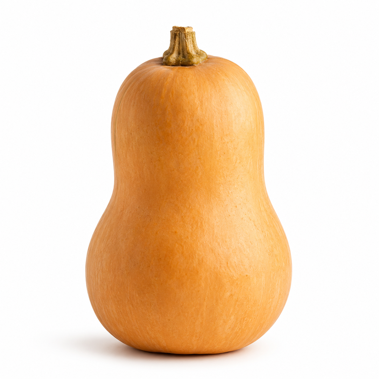Winter Squash Seeds for Raised Beds and Containers - home garden seed pack