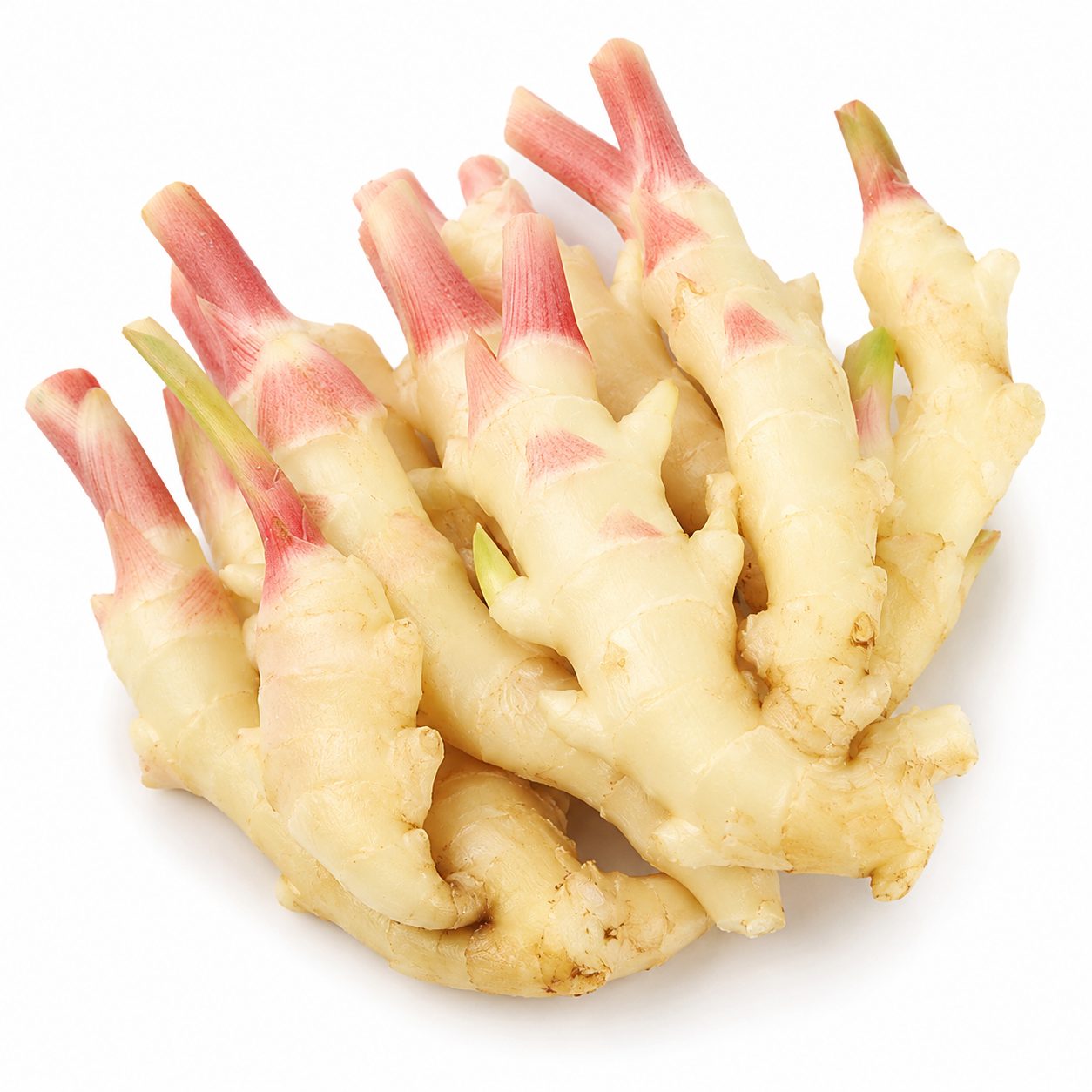 Young Ginger Vegetable Seeds for Home Gardens - home garden seed pack