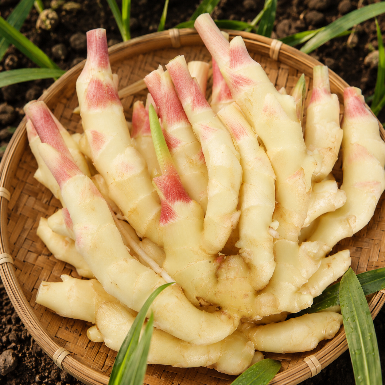 Young Ginger Vegetable Seeds for Home Gardens - home garden seed pack