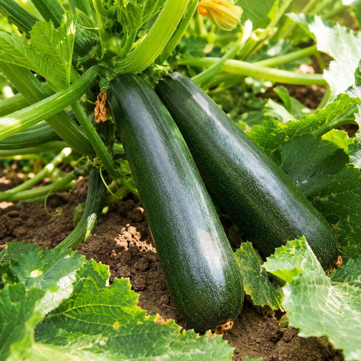 Zucchini / Courgette Vegetable Seeds for Home Gardens - home garden seed pack
